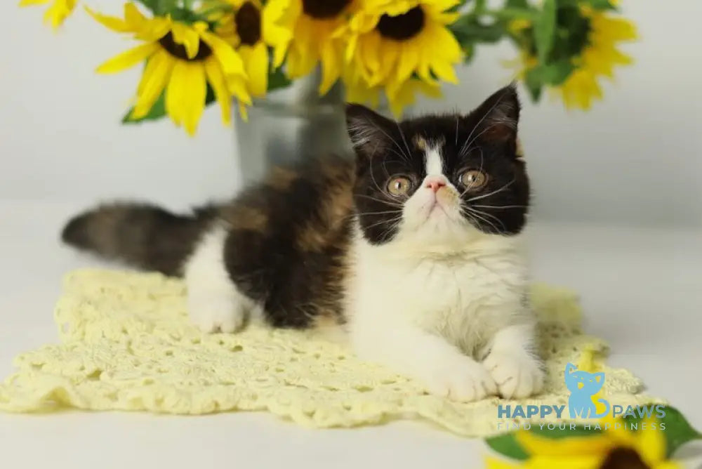 Oda Exotic female black tortie bicolour tabby live animals