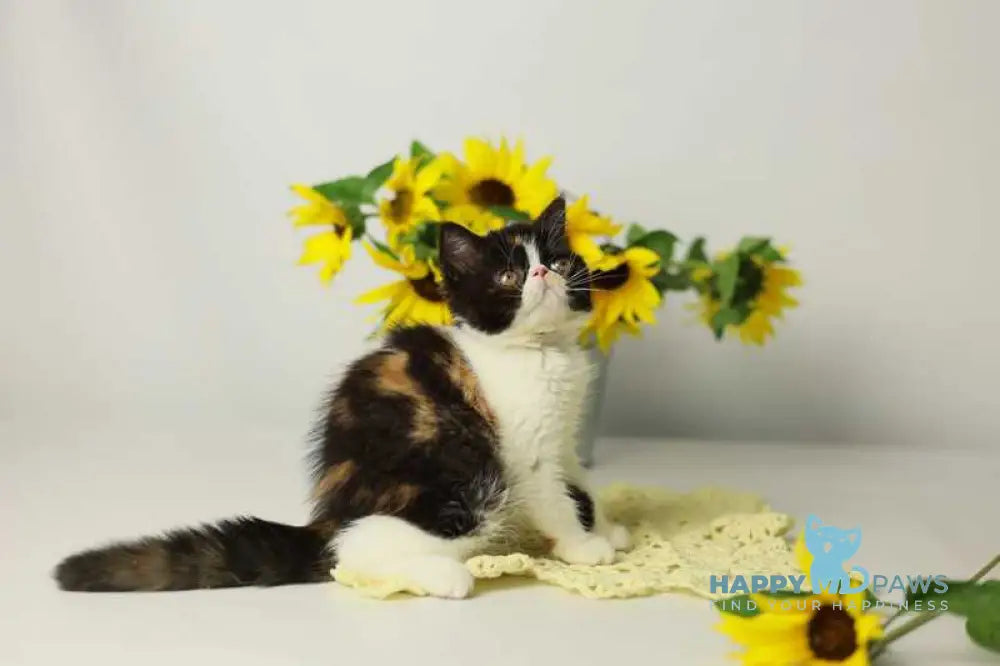 Oda Exotic female black tortie bicolour tabby live animals