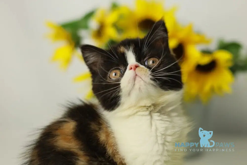 Oda Exotic female black tortie bicolour tabby live animals