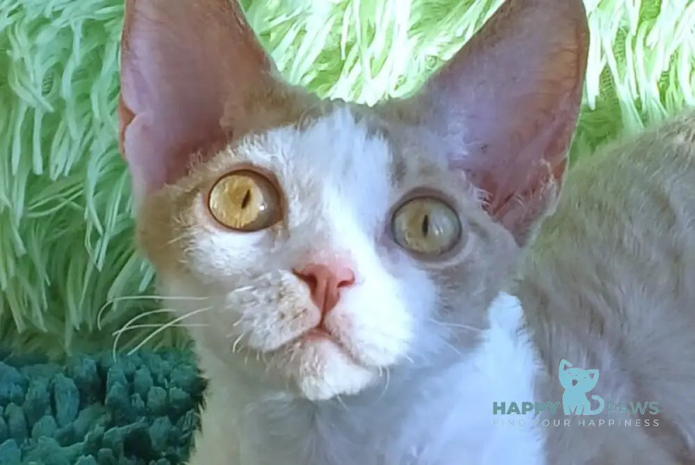 Odalisque Devon Rex female fawn bicolour live animals