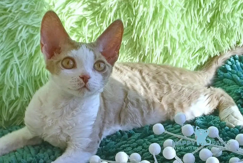 Odalisque Devon Rex female fawn bicolour live animals