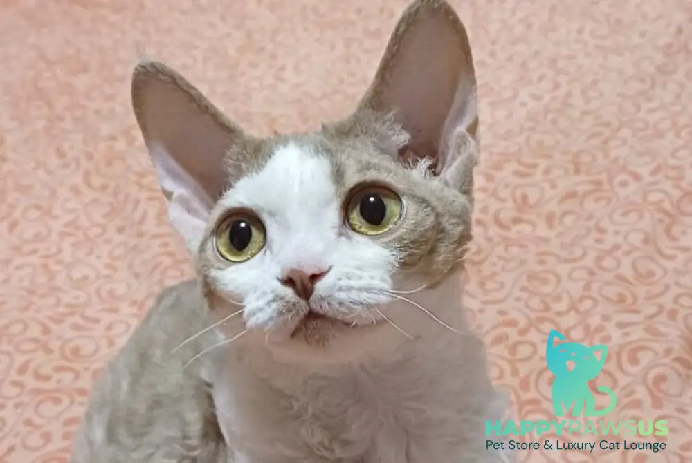 Odalisque Devon Rex female fawn bicolour live animals