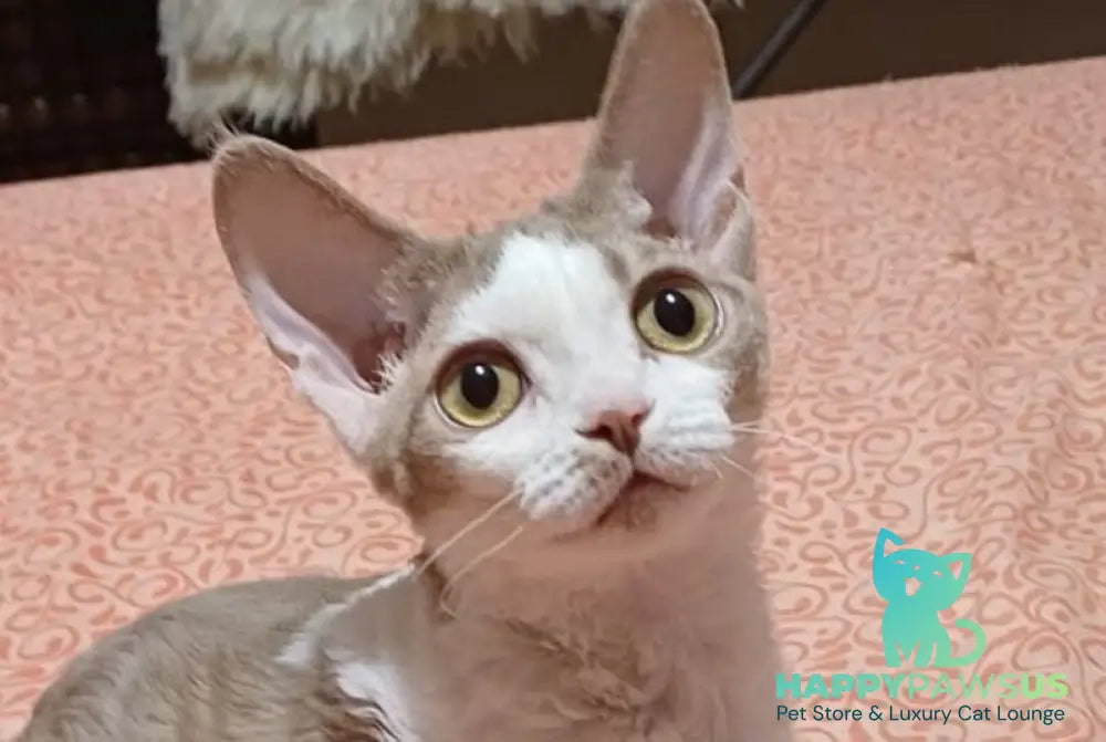 Odalisque Devon Rex female fawn bicolour live animals