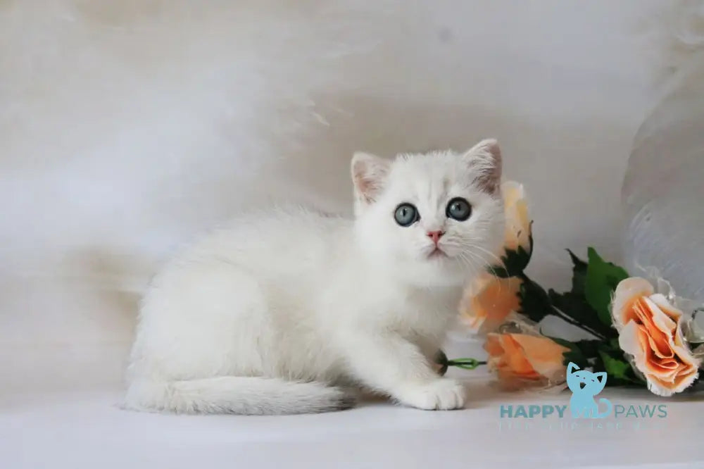 Odaliya British Shorthair female black silver chinchilla live animals