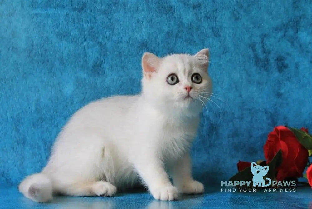 Odaliya British Shorthair female black silver chinchilla live animals