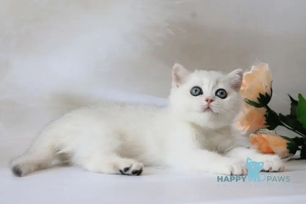 Odaliya British Shorthair female black silver chinchilla live animals