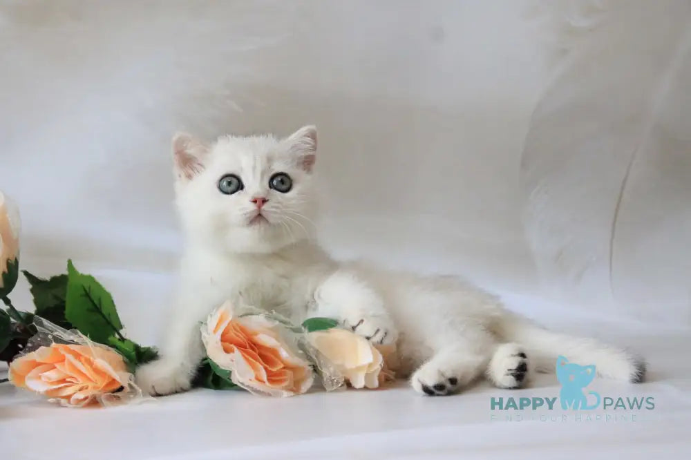 Odaliya British Shorthair female black silver chinchilla live animals
