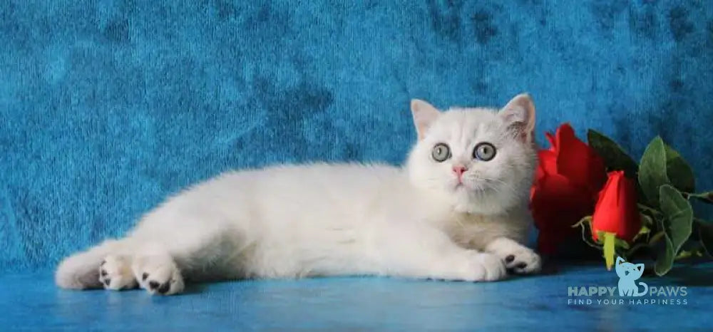 Odaliya British Shorthair female black silver chinchilla live animals