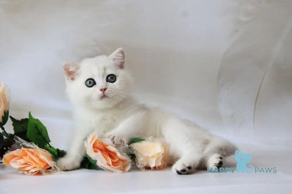 Odaliya British Shorthair female black silver chinchilla live animals