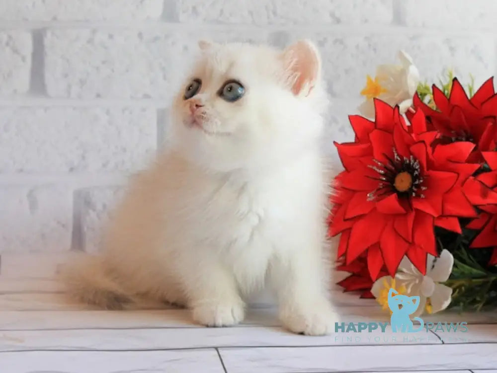 Odaliya British Shorthair female black silver chinchilla live animals