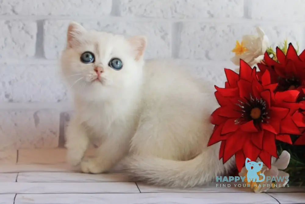 Odaliya British Shorthair female black silver chinchilla live animals