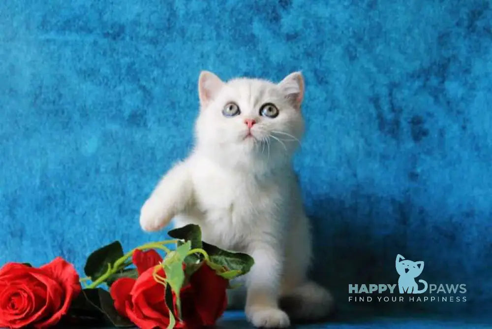 Odaliya British Shorthair female black silver chinchilla live animals