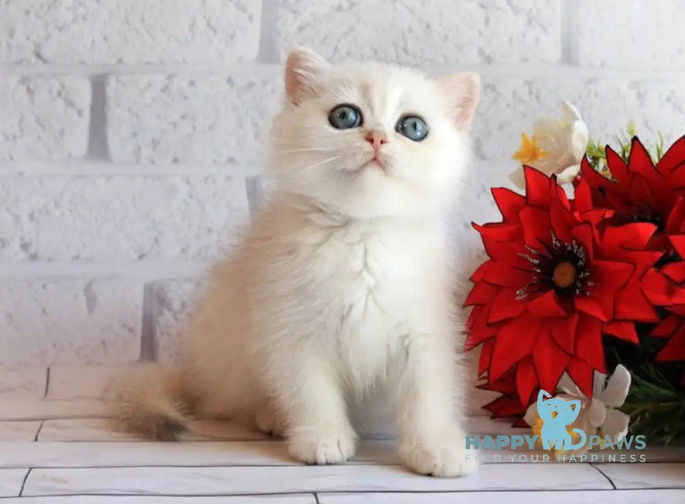 Odaliya British Shorthair female black silver chinchilla live animals