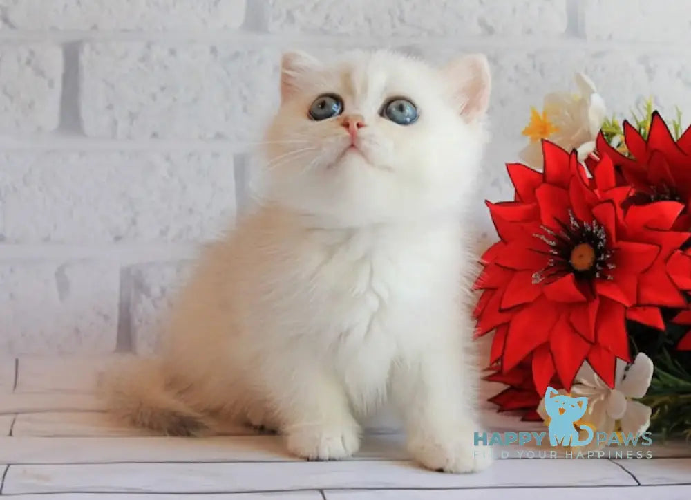 Odaliya British Shorthair female black silver chinchilla live animals