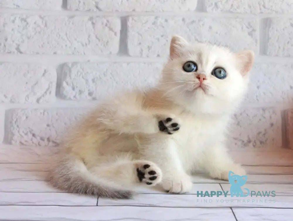 Odaliya British Shorthair female black silver chinchilla live animals