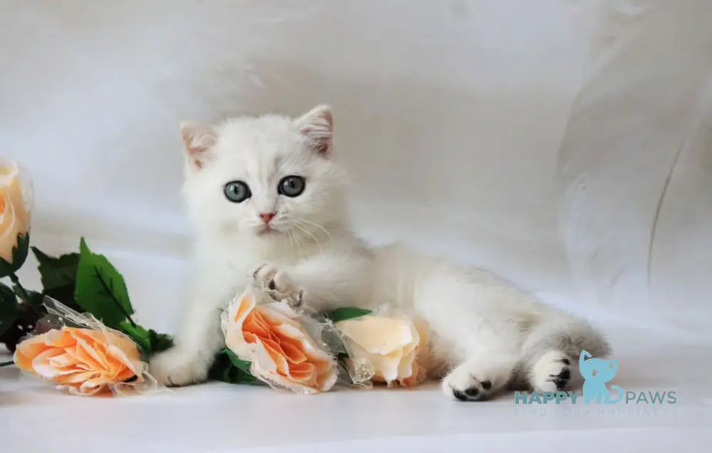 Odaliya British Shorthair female black silver chinchilla live animals