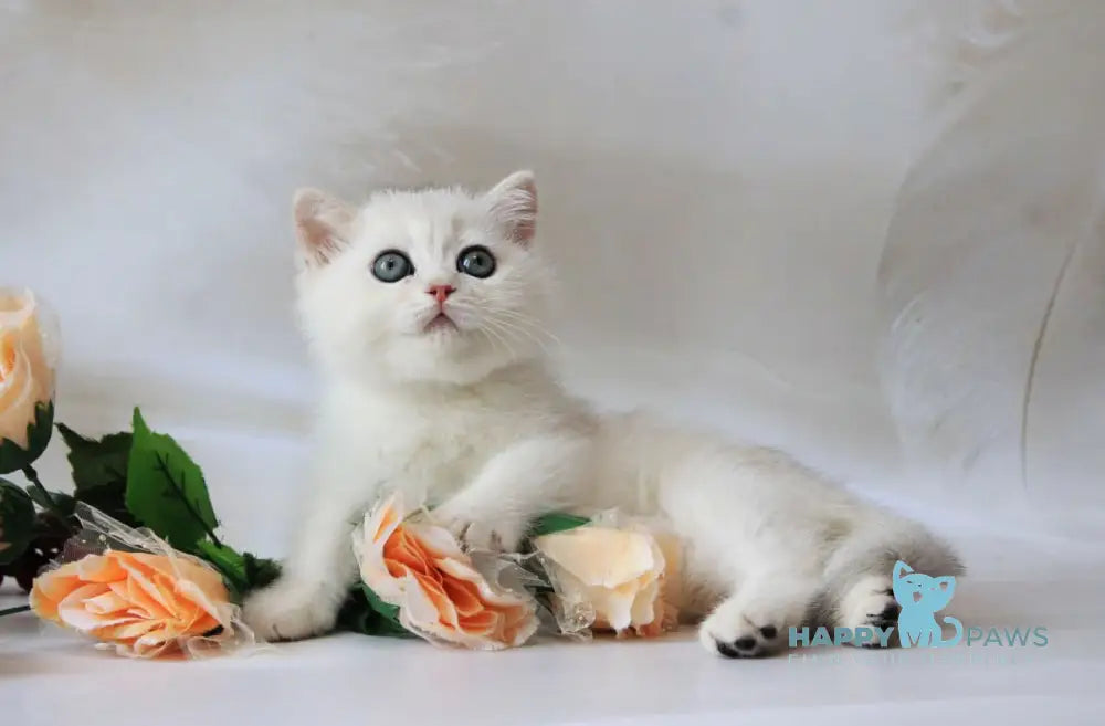 Odaliya British Shorthair female black silver chinchilla live animals