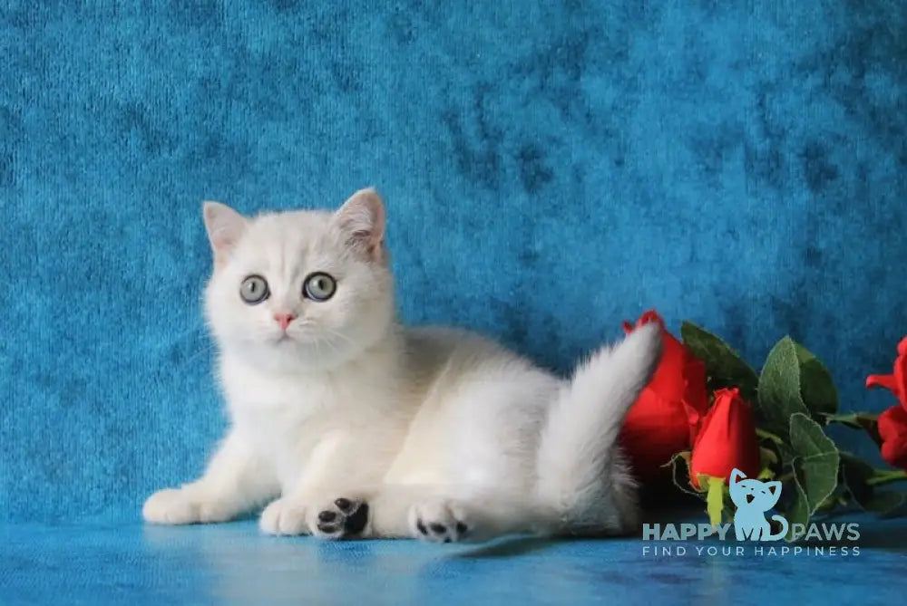 Odaliya British Shorthair female black silver chinchilla live animals