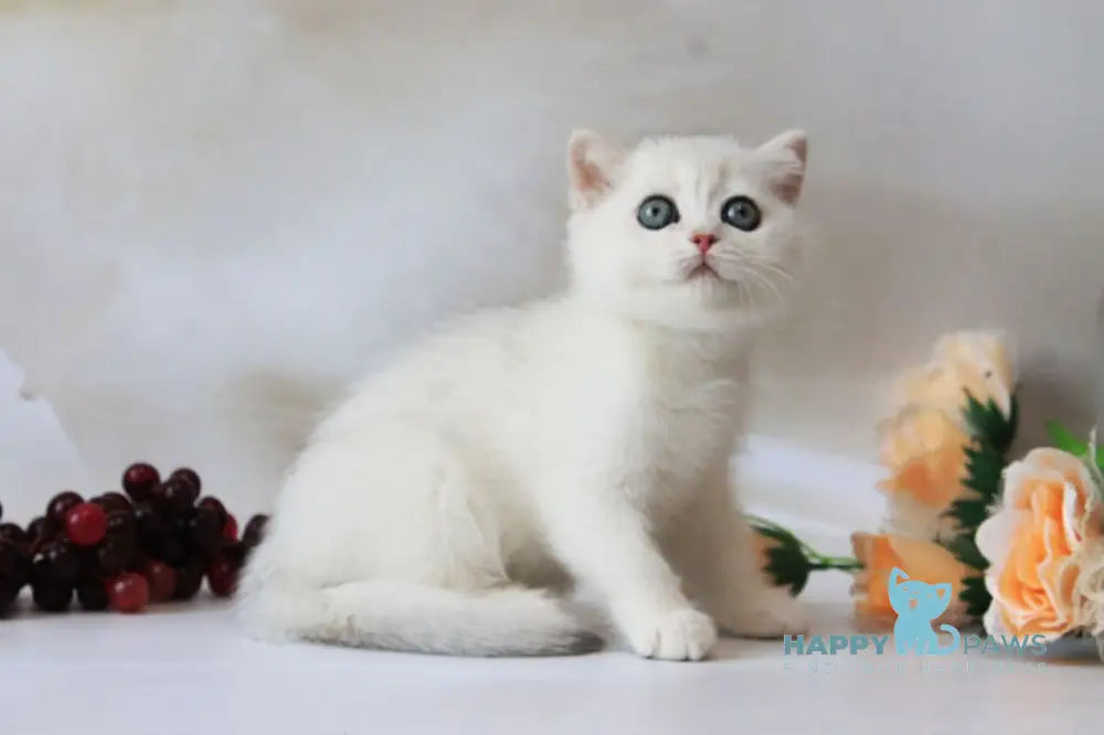Odaliya British Shorthair female black silver chinchilla live animals