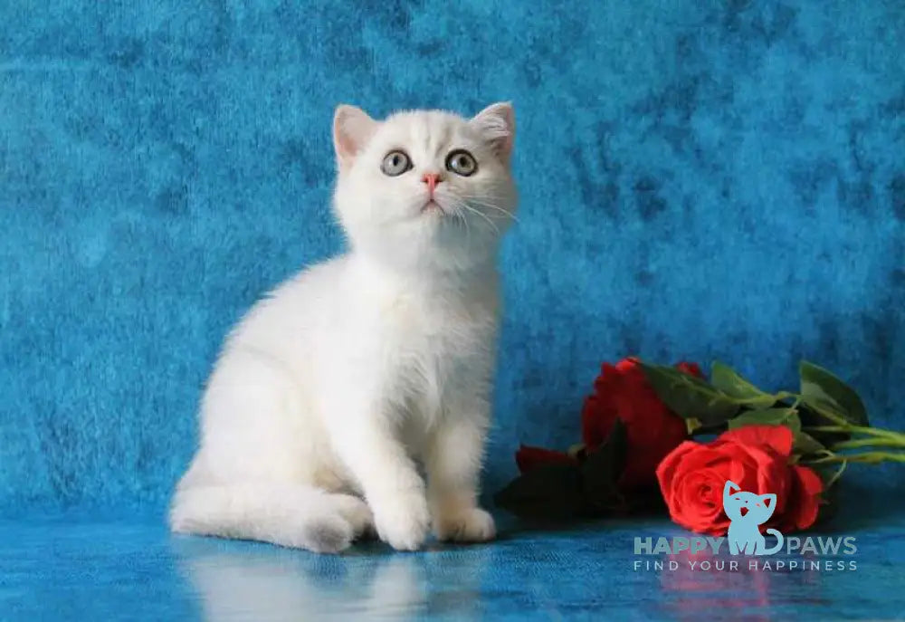 Odaliya British Shorthair female black silver chinchilla live animals
