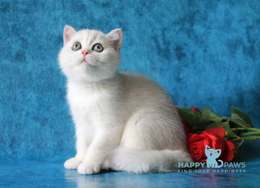 Odaliya British Shorthair female black silver chinchilla live animals