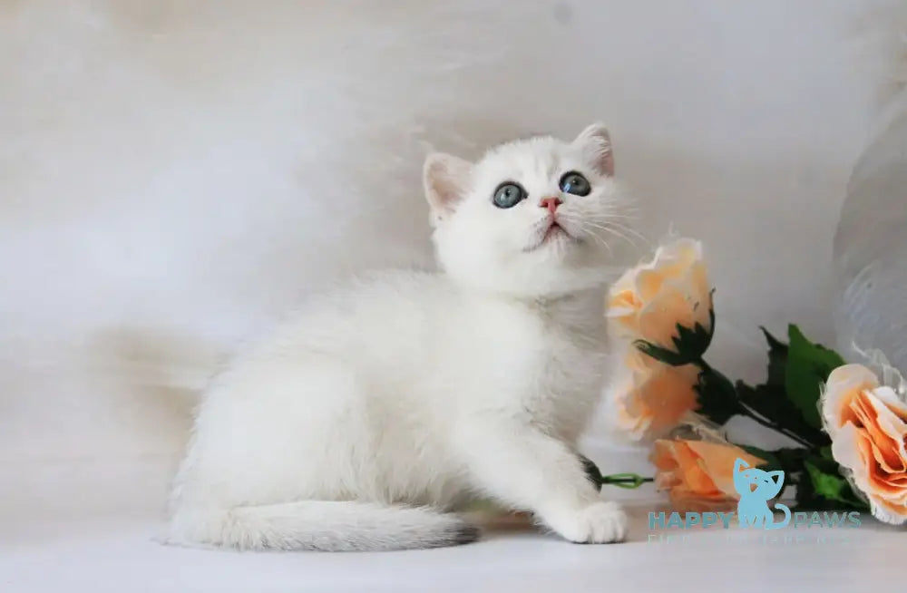 Odaliya British Shorthair female black silver chinchilla live animals