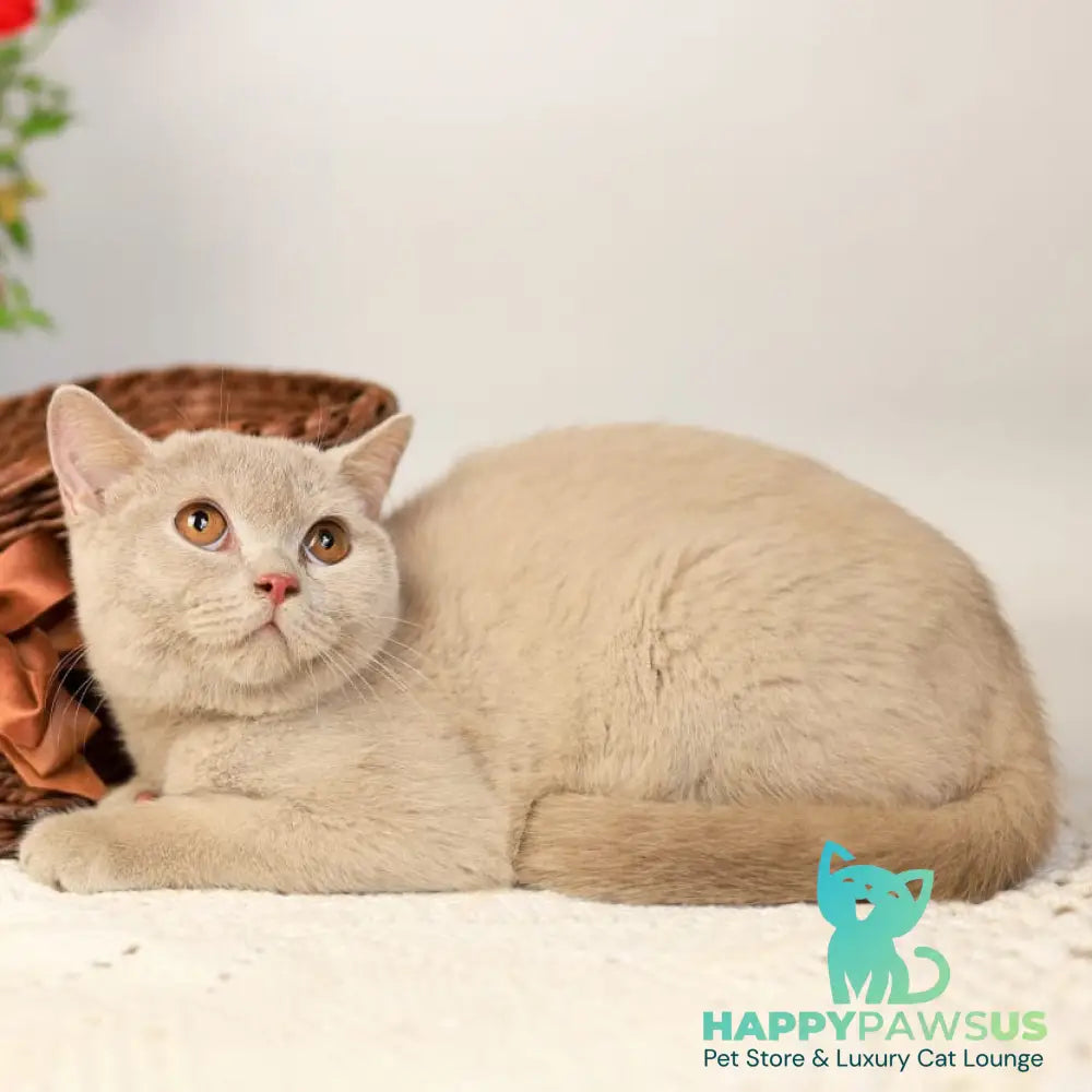 Odei British Shorthair female fawn - live animals