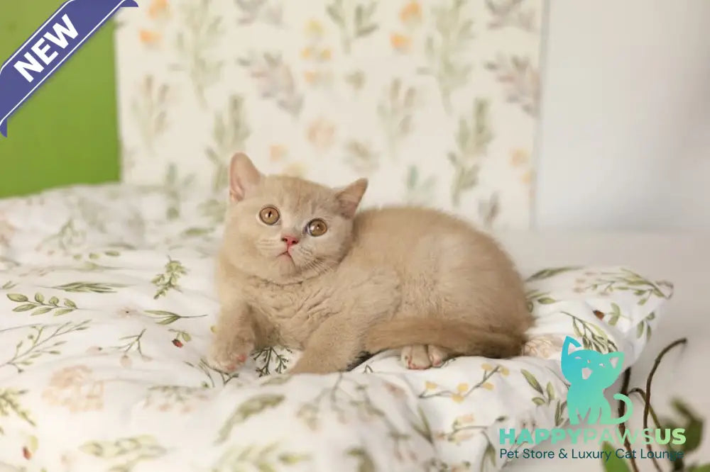 Odei British Shorthair female fawn - live animals