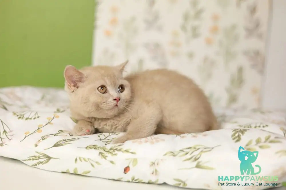 Odei British Shorthair female fawn - live animals