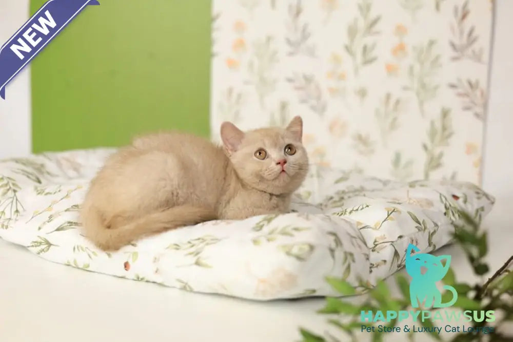 Odei British Shorthair female fawn - live animals