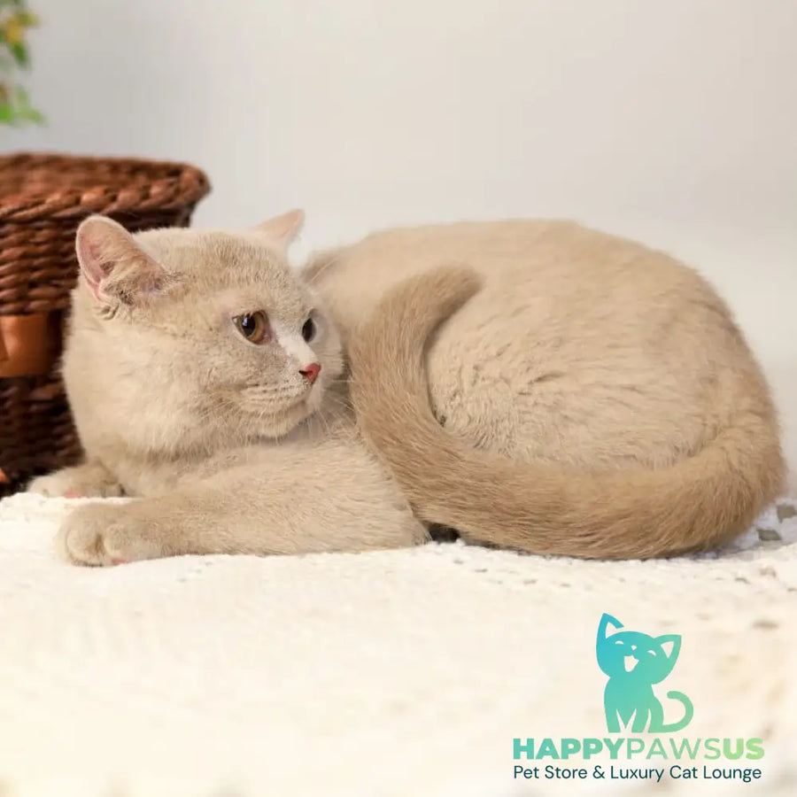Odei British Shorthair female fawn - live animals