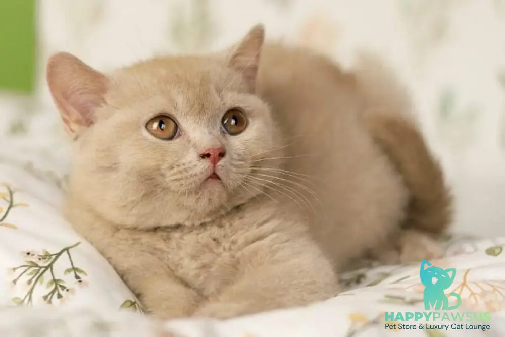 Odei British Shorthair female fawn - live animals
