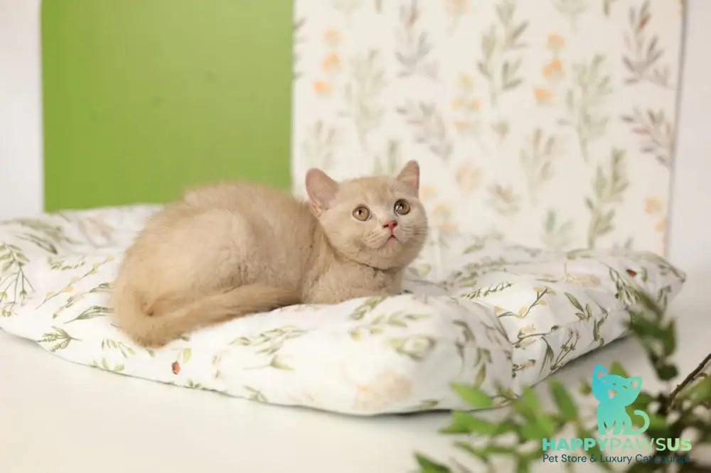 Odei British Shorthair female fawn - live animals