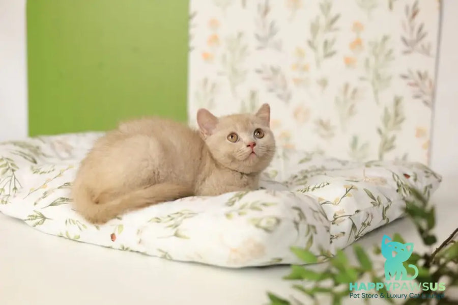 Odei British Shorthair female fawn - live animals