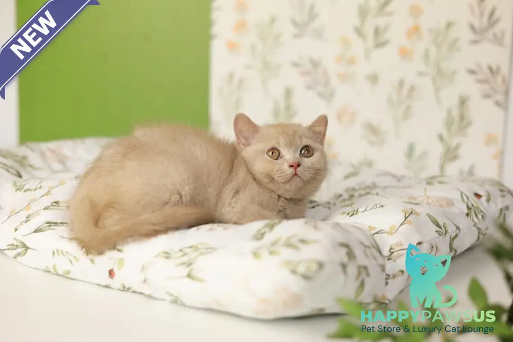 Odei British Shorthair female fawn - live animals