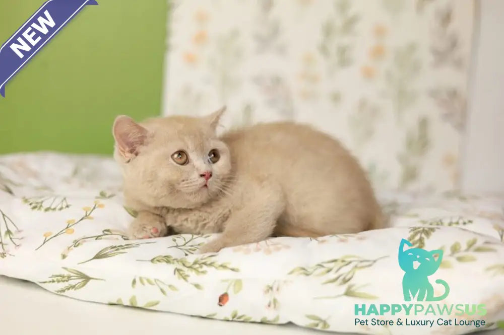 Odei British Shorthair female fawn - live animals