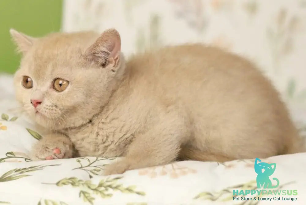 Odei British Shorthair female fawn - live animals