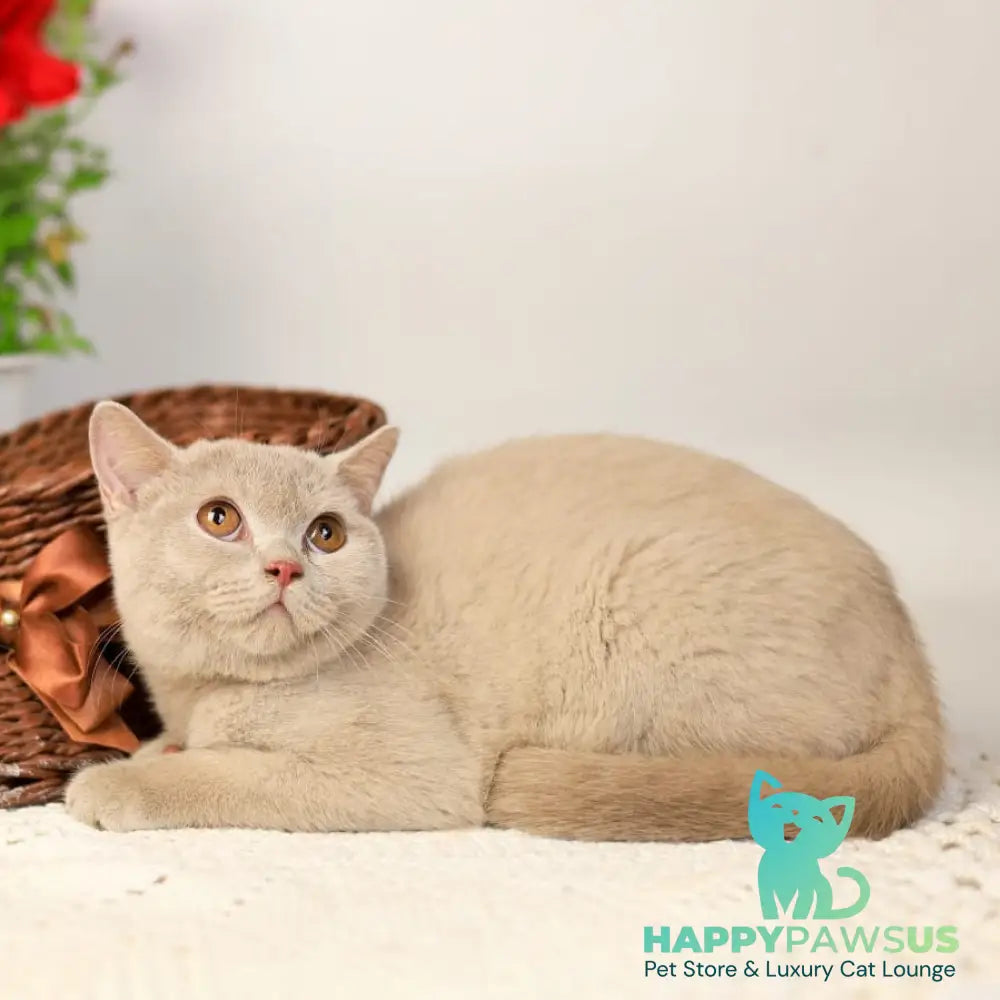 Odei British Shorthair female fawn - live animals