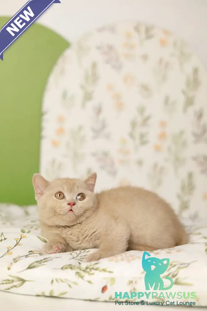 Odei British Shorthair female fawn - live animals