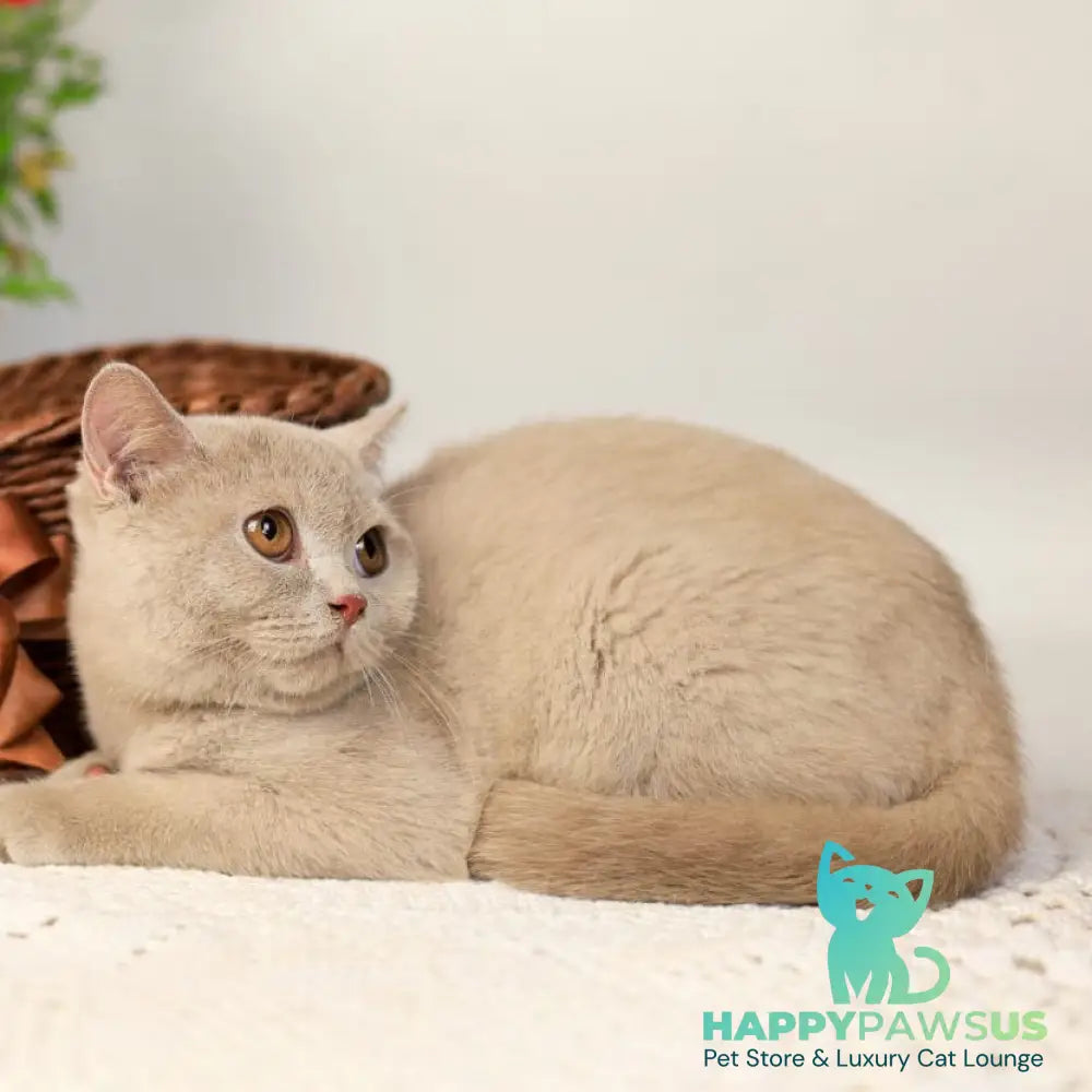 Odei British Shorthair female fawn - live animals