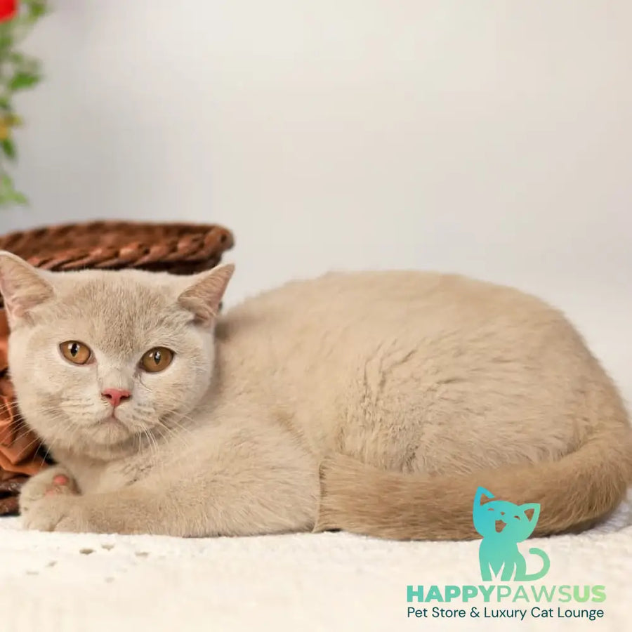 Odei British Shorthair female fawn - live animals