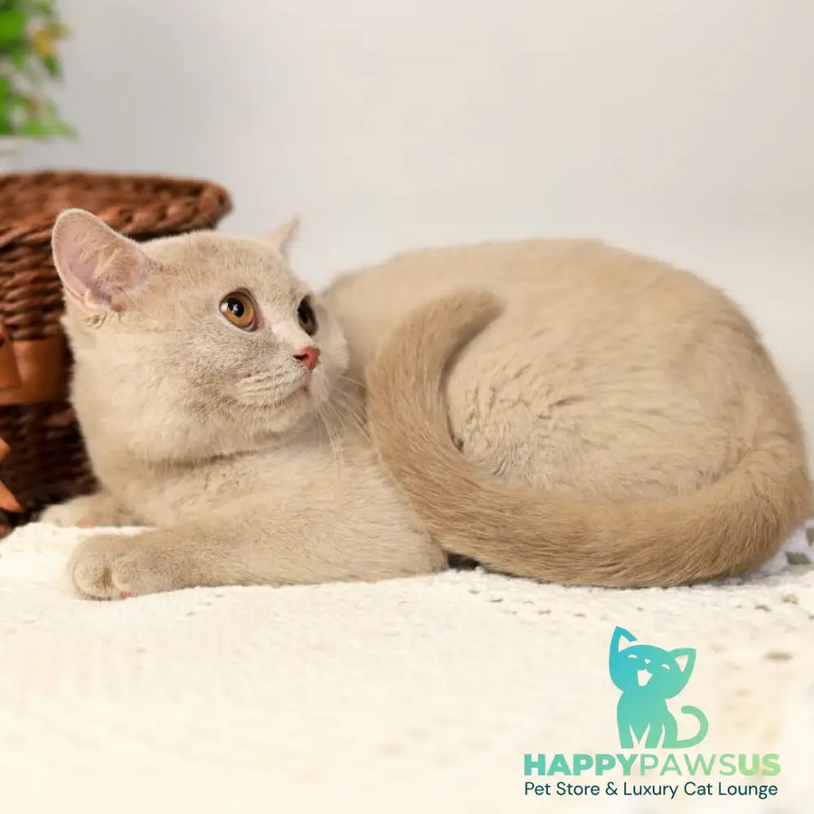 Odei British Shorthair female fawn - live animals