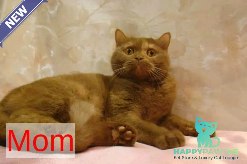 Odei British Shorthair female fawn - live animals
