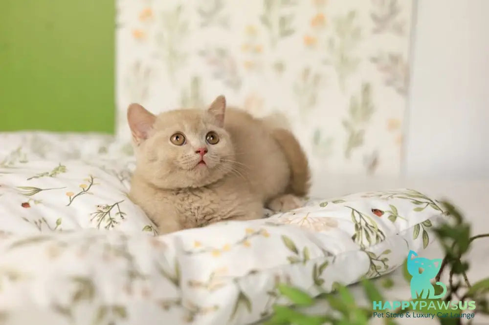 Odei British Shorthair female fawn - live animals