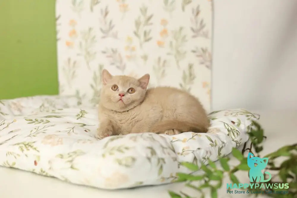 Odei British Shorthair female fawn - live animals