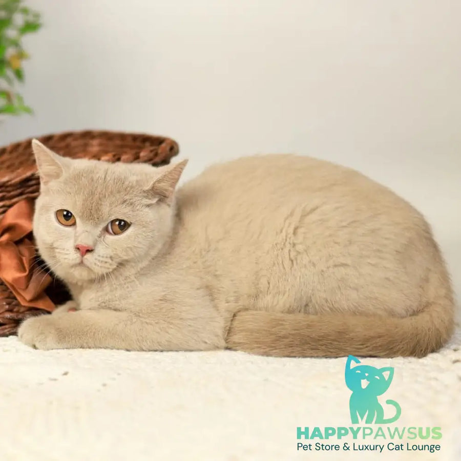Odei British Shorthair female fawn - live animals