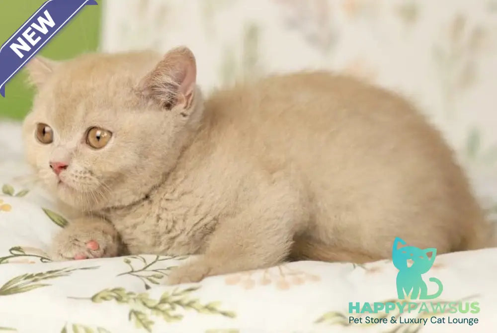 Odei British Shorthair female fawn - live animals