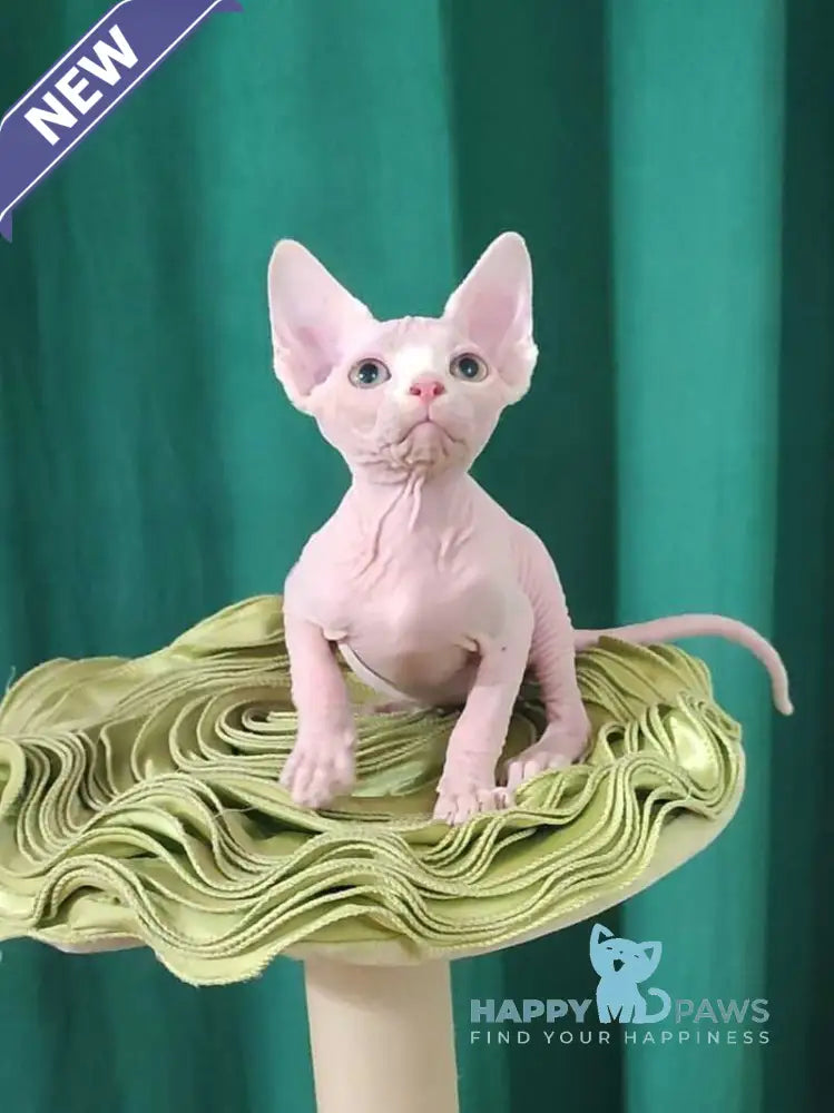 Odelia Canadian Sphynx female white live animals