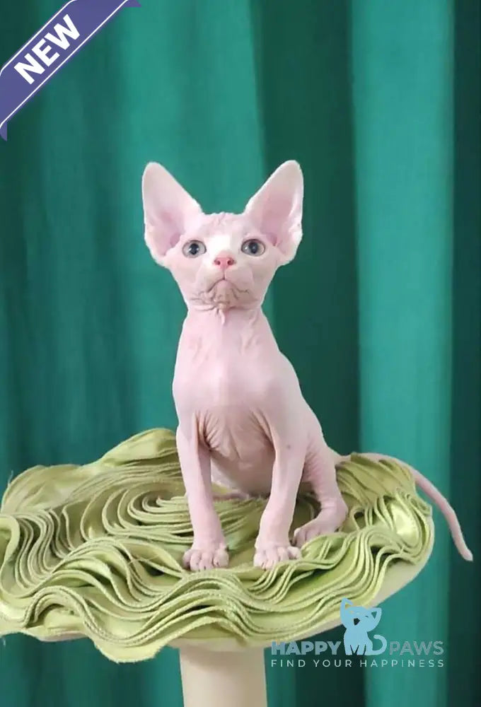 Odelia Canadian Sphynx female white live animals