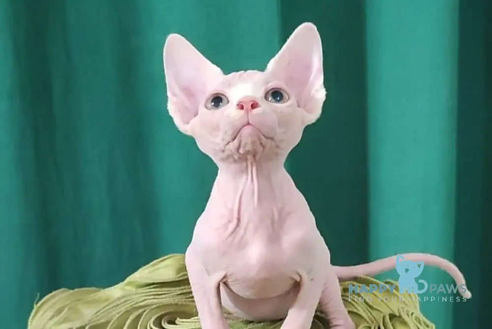 Odelia Canadian Sphynx female white live animals
